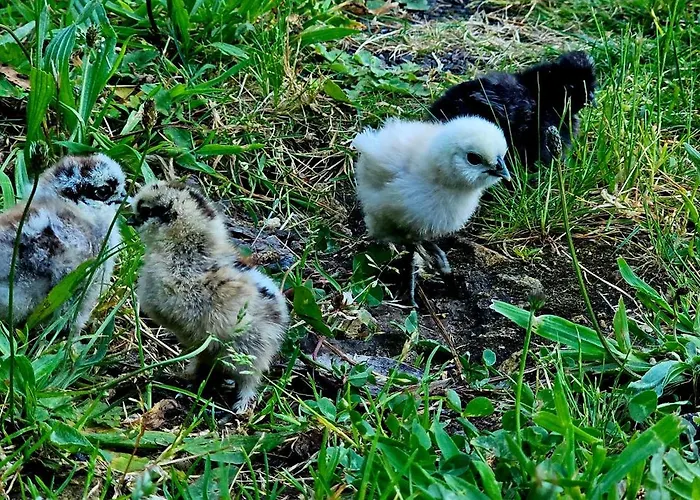 Riverhouse - Near River - Near Ocean - Near Alojamento de Turismo Selvagem