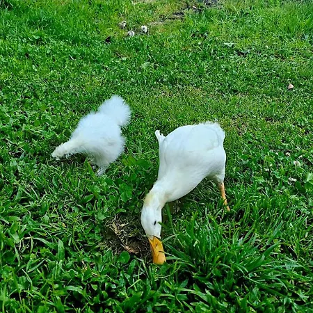 Riverhouse - Near River - Near Ocean - Near *