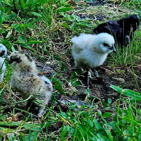 Riverhouse - Near River - Near Ocean - Near Lodge