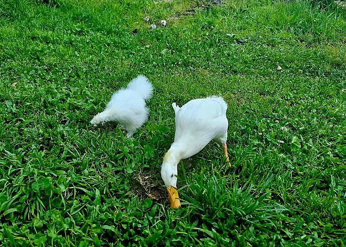 Riverhouse - Near River - Near Ocean - Near *